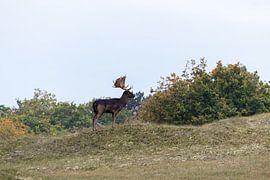 Amazing brown fallowdeer with beautiful antlers by Wendy Hilberath