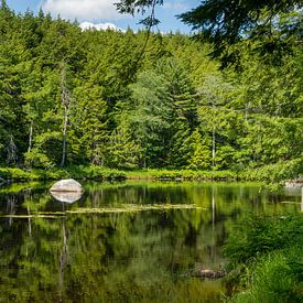 Bomen weerspiegeld in het meer van Hans-Heinrich Runge