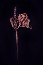 dried zantedeschia by Karel Ham