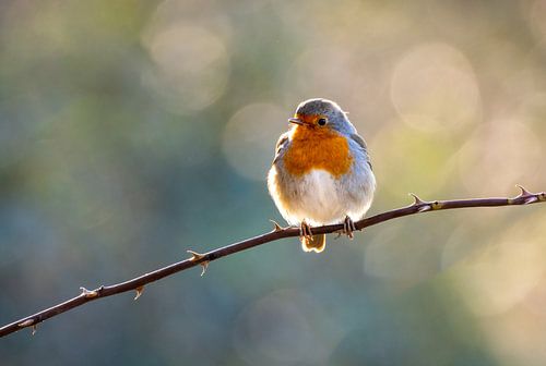 Robin on a branch