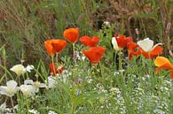 Gekleurd veld wilde bloemen van Jolanda de Jong-Jansen thumbnail