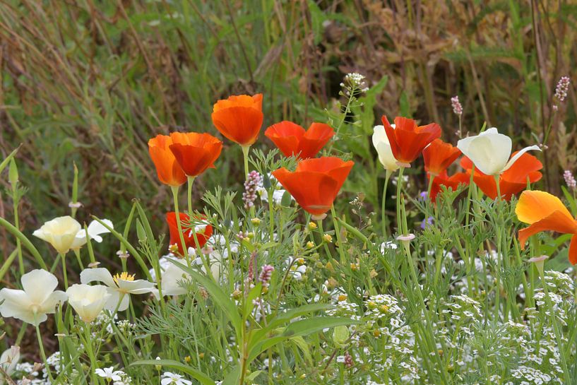 Gekleurd veld wilde bloemen van Jolanda de Jong-Jansen