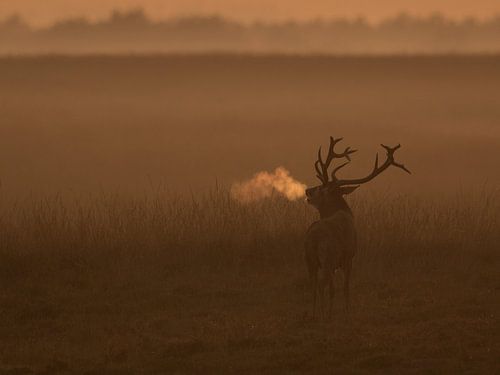Hijgend hert