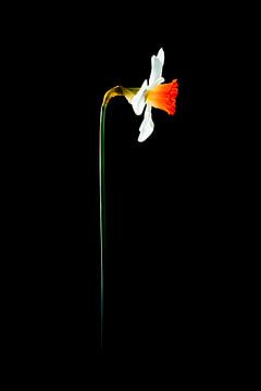 Daffodil by Jasper del Prado