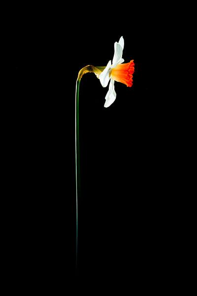 Narcis van Jasper del Prado