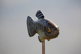 vis sur marijke servaes