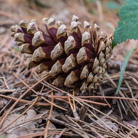 Pine cone on the ground von Melissa Wellens