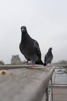 Les pigeons de Paris