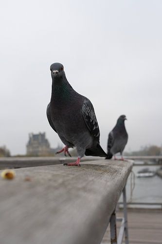 De duiven van Parijs