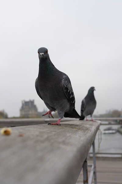 The pigeons of Paris by Soekardjo Photography