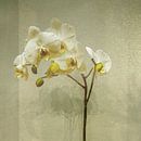 Orchidee in Beige. Japandi. von Alie Ekkelenkamp Miniaturansicht