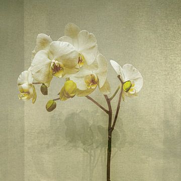 Orchidee in Beige / Zilver. Japandi. van Alie Ekkelenkamp