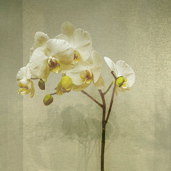 Orchidee in Beige. Japandi. von Alie Ekkelenkamp