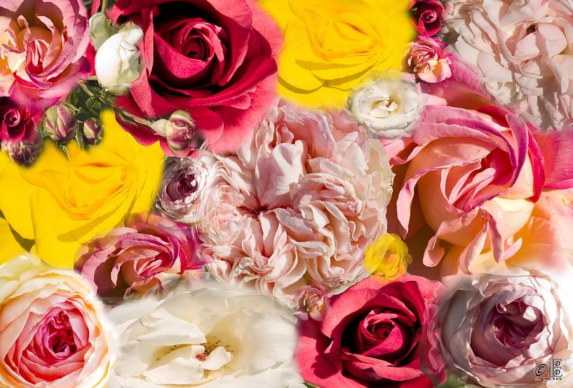 Rosen by Dieter Ettingshaus