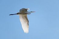 grote zilverreiger (Ardea alba), een grote witte reigervogel in de vlucht tegen de helderblauwe luch van Maren Winter thumbnail