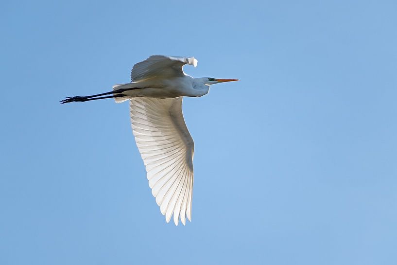 grote zilverreiger (Ardea alba), een grote witte reigervogel in de vlucht tegen de helderblauwe luch van Maren Winter