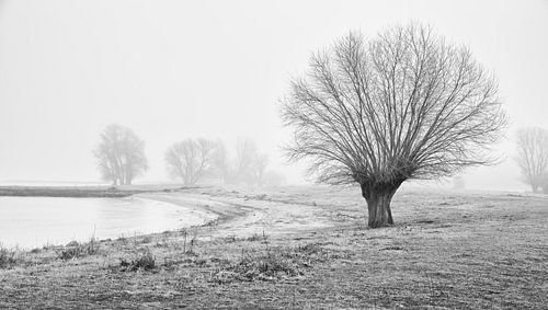 Landschaft mit Nebel und Bäumen in Werkendam von Rob van der Teen