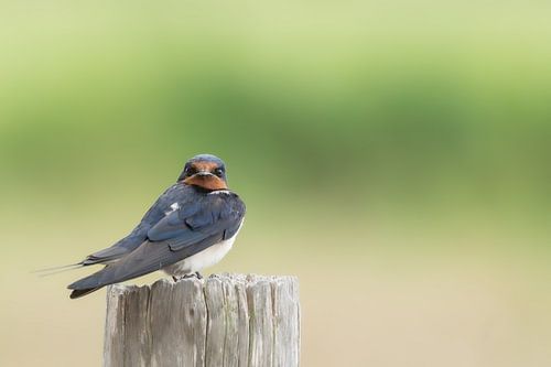 De Boerenzwaluw