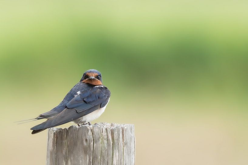 The Peasant Swallow by Ruud Lauritsen