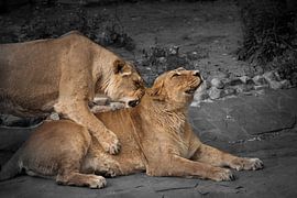 ein Freund beißt leidenschaftlich in den Hals von Michael Semenov