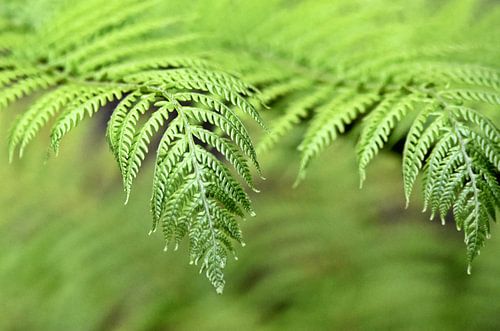 one green Australian tree fern leaf