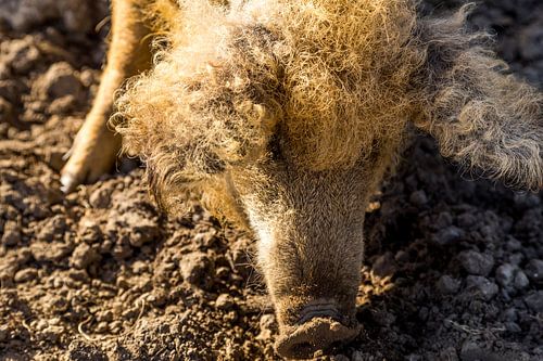 Varkens op de Warmonderhof