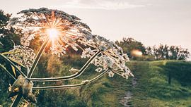 Sunset behind the hogweed flower by ElkeS Fotografie