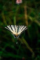Schöner Schmetterling