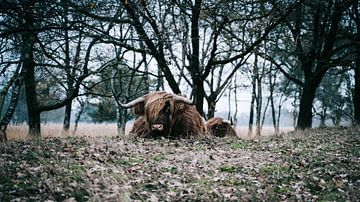 Schotse Hooglander in Rustig Herfstbos van Lone Drifters