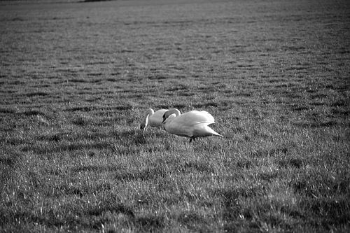 Twee zwanen op een weiland in Emsland
