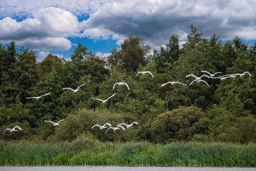 A Swarm of White Flying Swans. by Brian Morgan