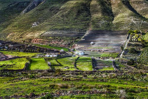 Landbouw op Lanzarote