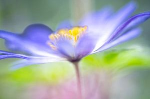 La fleur en tant que tableau.