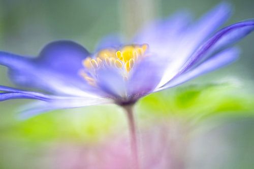 De bloem als een schilderij.