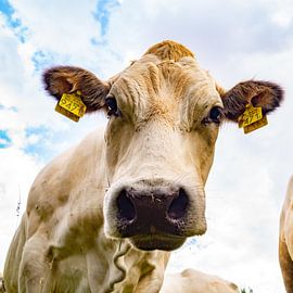 Cow by Anne Van Opdorp