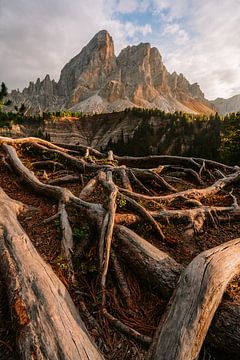 Wortels van de bergwereld: de Peitlerkofel