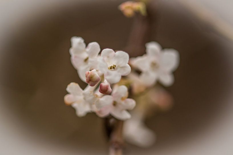 flora van Bart Liesenborgs