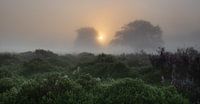 Morgen auf der Heide