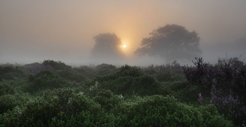 Morgen auf der Heide von Claudia De Vries