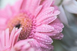 drops on pink gerbera by Monique de Koning