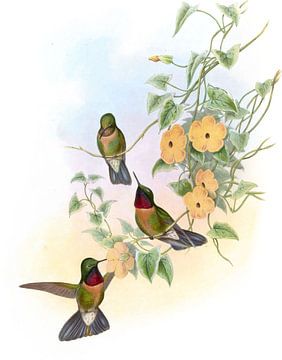 Amethistine Sun Angel, John Gould van Hummingbirds