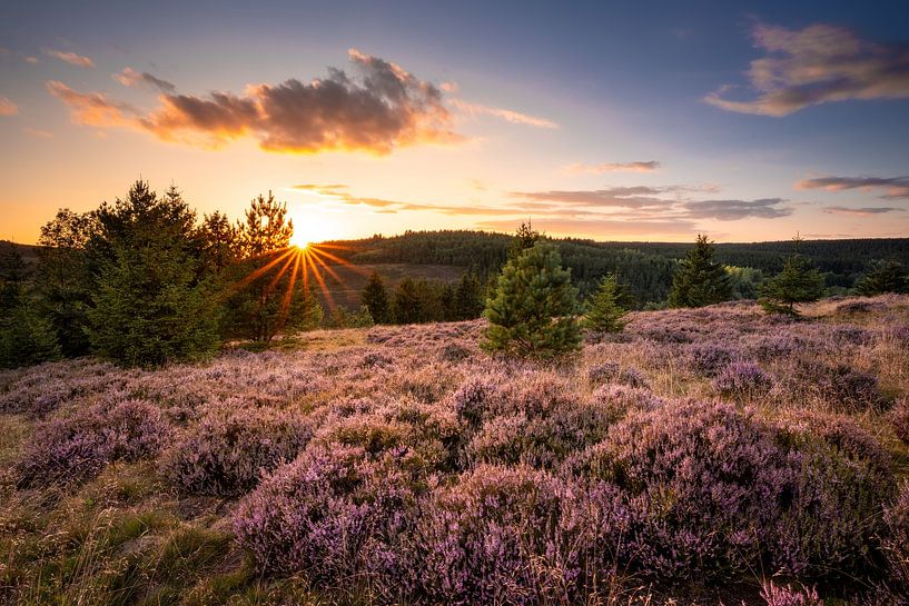 Heideblühen im Harz van Steffen Henze
