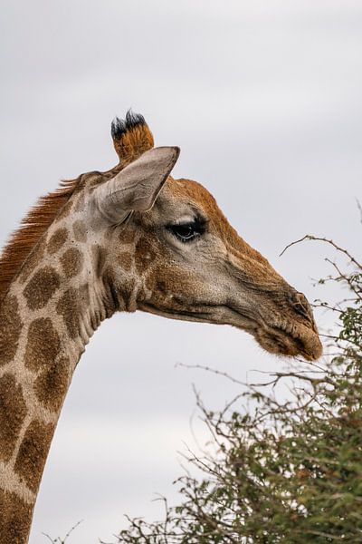 Large African Giraffe in Namibia, Africa by Patrick Groß