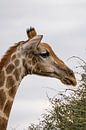 Large African Giraffe in Namibia, Africa by Patrick Groß thumbnail