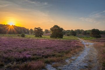 Brunssummerheide paarse pracht tijdens de zonsopkomst van John van de Gazelle fotografie