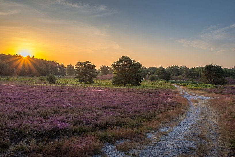 Brunssummerheide purple splendour during the sunrise by John van de Gazelle fotografie