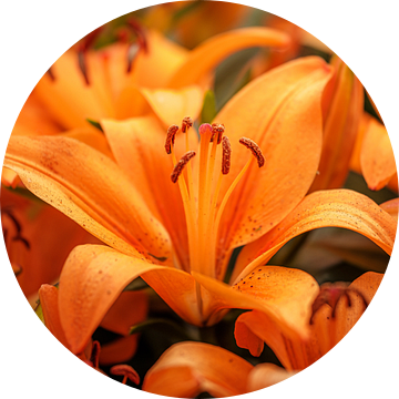 Daglelie hemerocallis (oranje) van Lisa Dumon