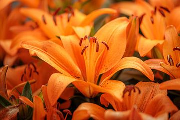 Daglelie hemerocallis (oranje) van Lisa Dumon