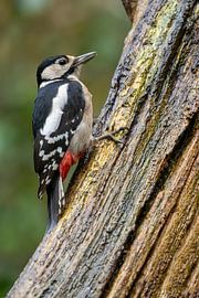 Great spotted woodpecker by Peter Bartelings