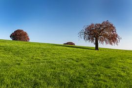 Bomen in weiland